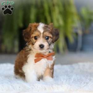 Braxton, Cavachon Puppy